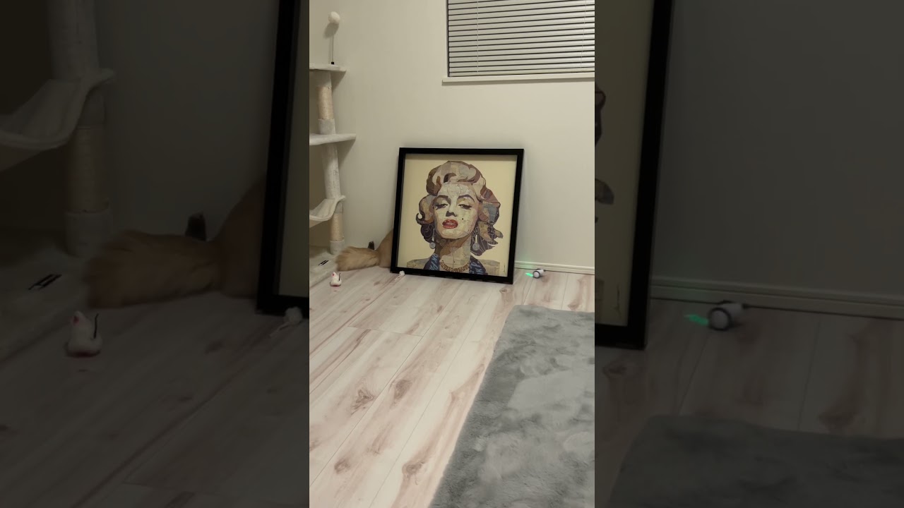 オモチャで遊ぶ猫　スコティッシュフォールドロングヘアー