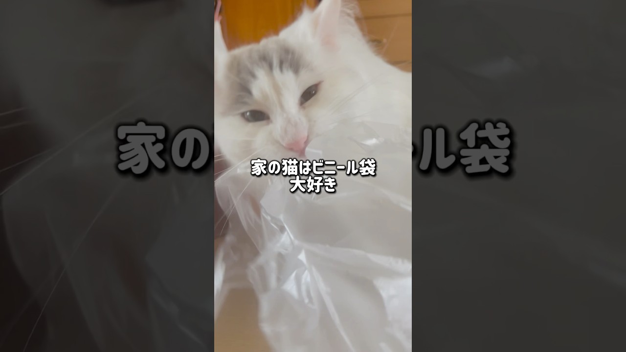 ビニール袋はムシャムシャ派の我が家の猫😼#shorts #ラグドール #猫のいる暮らし