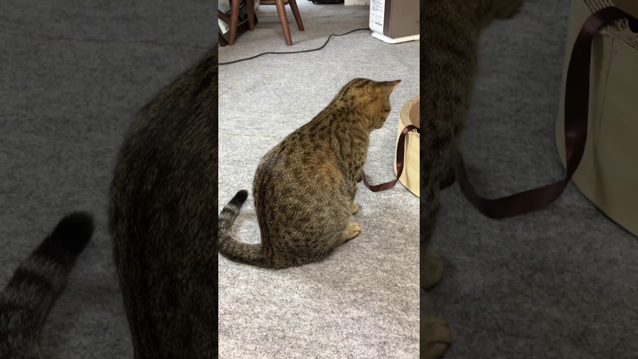 オシキャット2歳9ヶ月