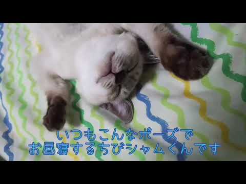 バンザイ♪ポーズが激カワ💕のシャムMixボブテイルくん