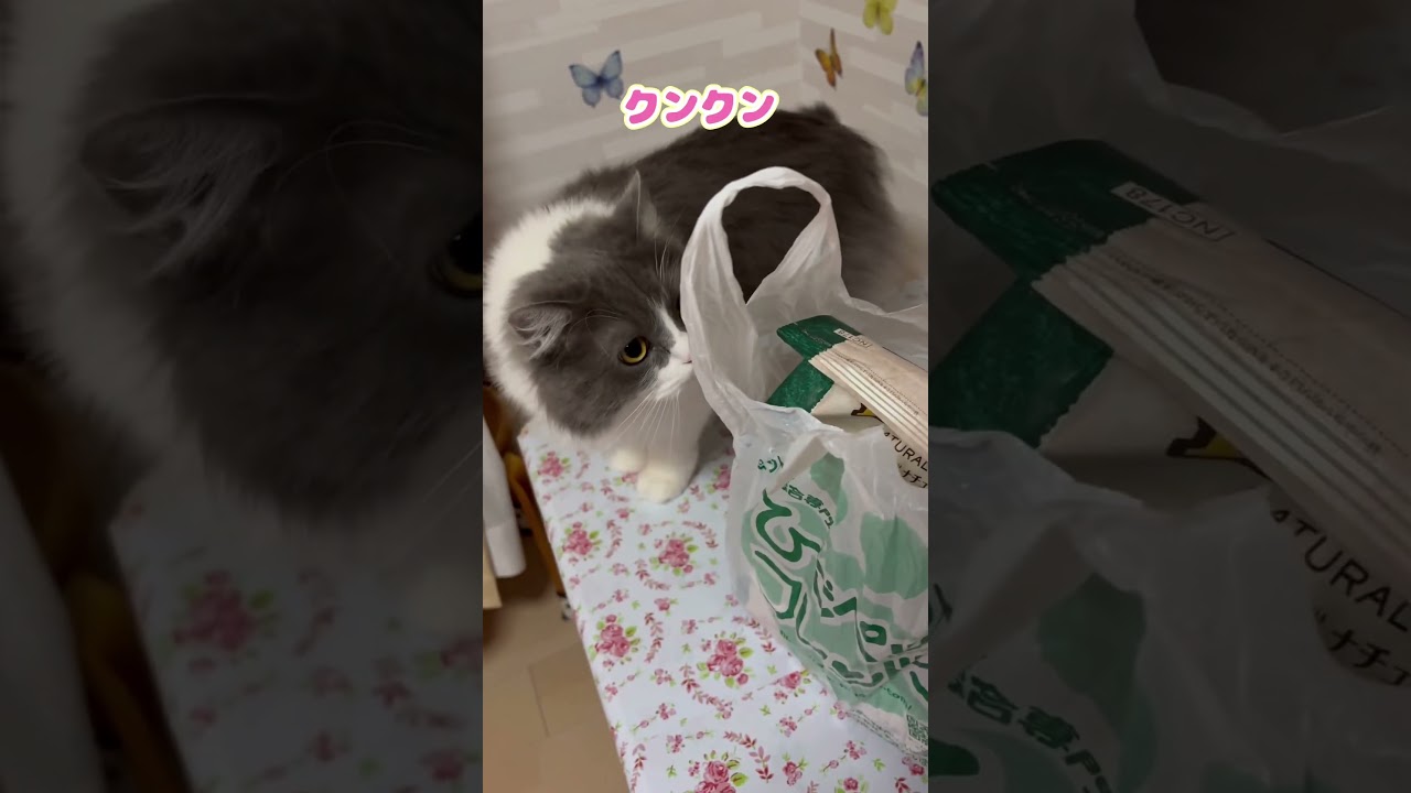 何買ってきたの？🐱💖#ルナちゃん#マンチカン#cat#もふもふ猫 #かわいい猫 #猫のいる暮らし