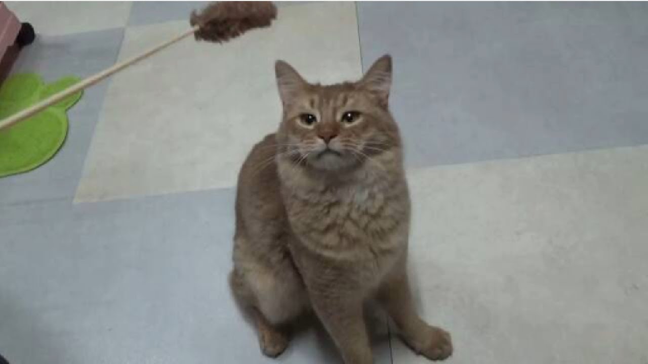 [ソマリ]　名前は千石です。よろしくお願いします。