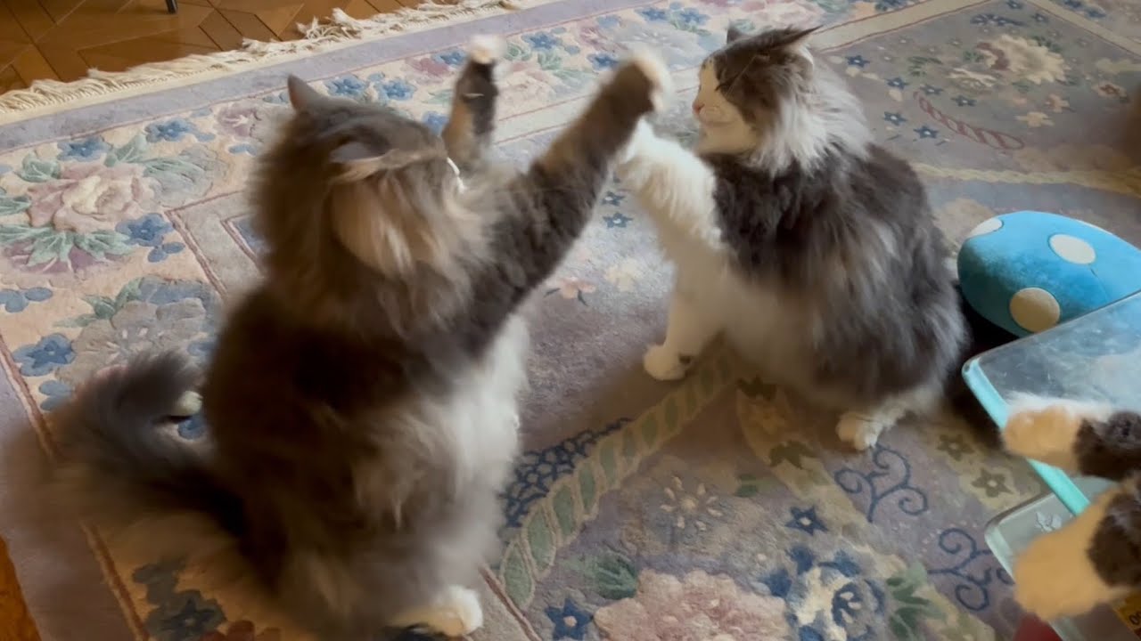 【優しいバトル♪】仲良し兄弟のバトルが可愛すぎて永遠に見ていられるwwwノルウェージャンフォレストキャット