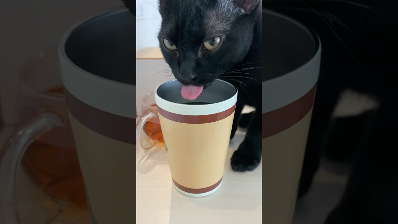 お水がおいしい子猫　#黒猫 #ボンベイ#cat #bombay #猫のいる暮らし #ねこ #猫 #猫好き#ねこ動画 #猫のいる生活 #asmr