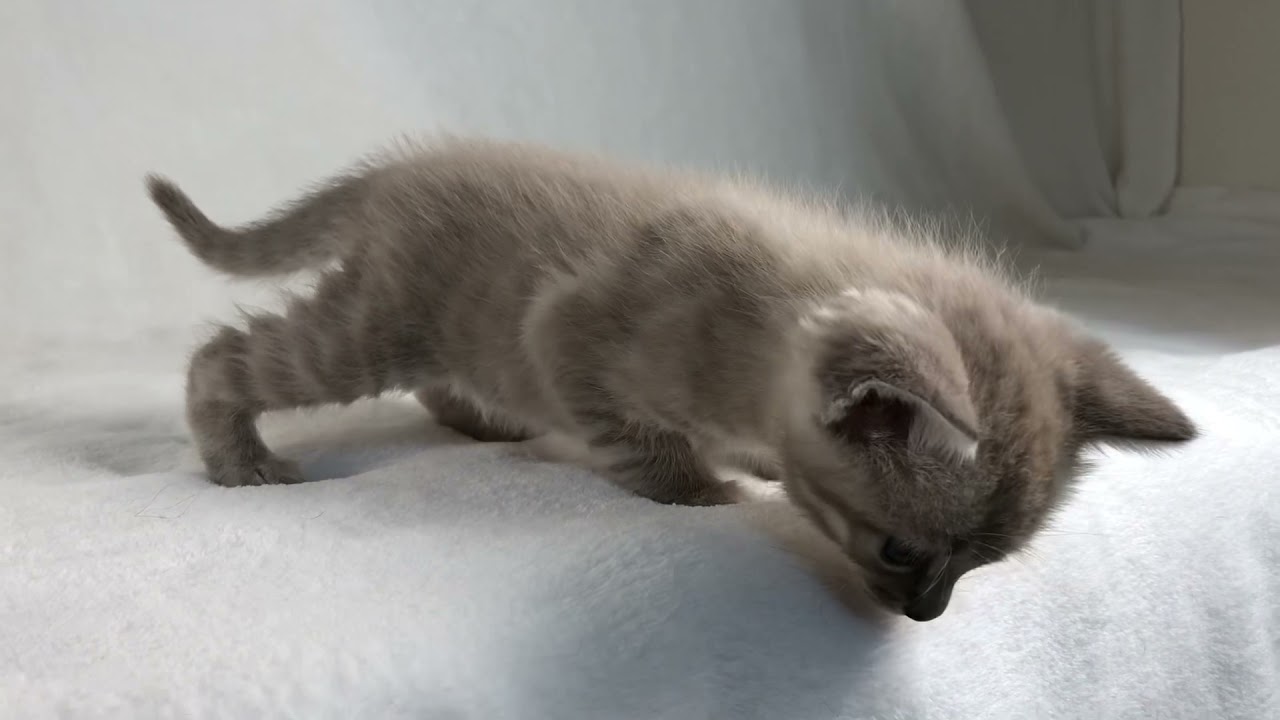 直毛ラパーマ男の子♡
