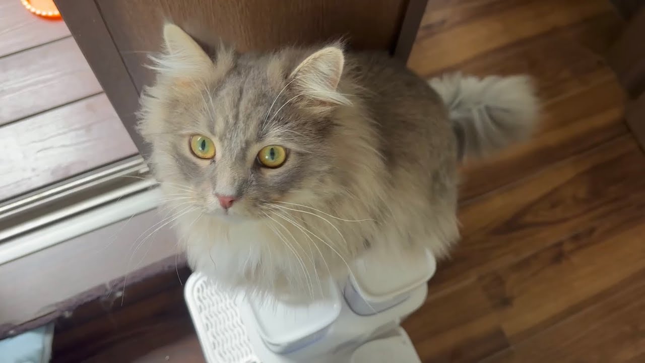 全く抵抗なく自動給水器を使い始める猫　ラガマフィン　サイベリアンA cat that uses an automatic water dispenser without any resistance.