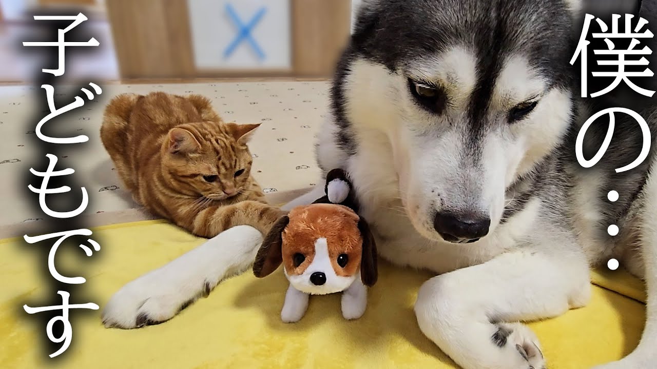 売れ残った子犬を可愛がっていたら嫉妬した子猫が大変なことに...