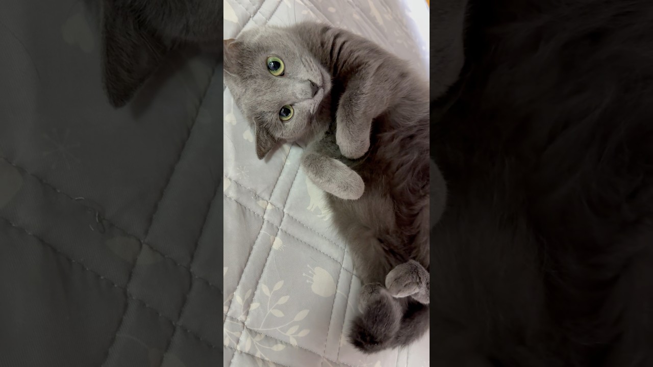 【猫ロシアンブルー】そらちゃん＆ママのツンツン遊び❤️ #shorts #russianblue #ロシアンブルー #かわいい猫 #可愛い猫