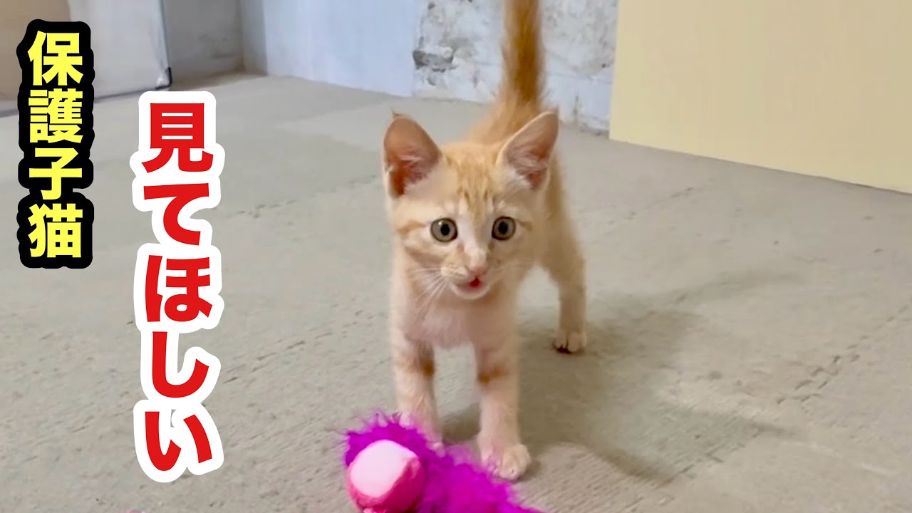 遊んでるところを見てほしい子猫がアピってきます