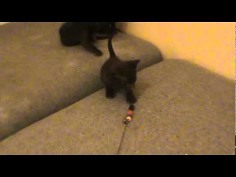 One month old Havana Brown Kittens