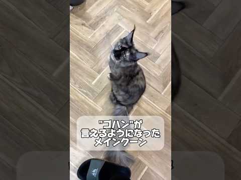 ゴハンが言えるようになったメインクーン