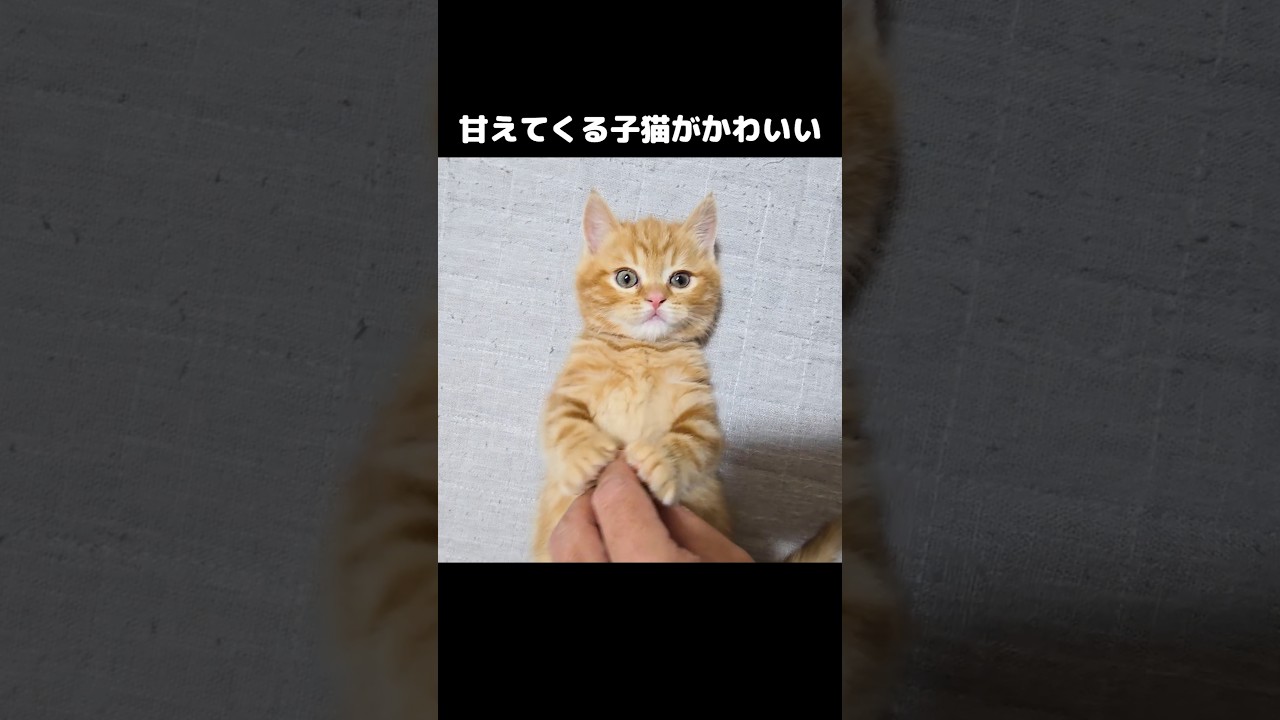 甘えてくる子猫がかわいい...笑#shorts
