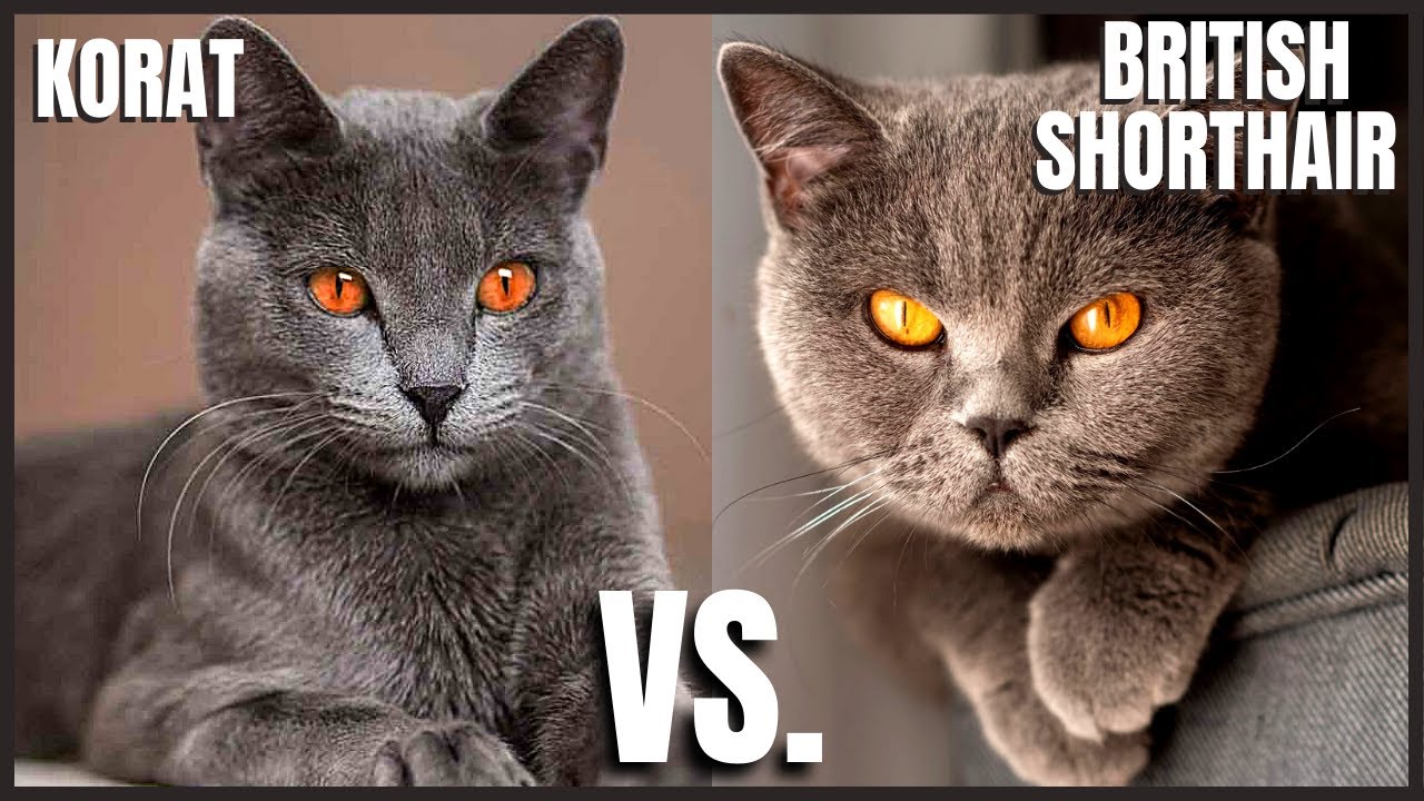 Korat Cat VS. British Shorthair Cat