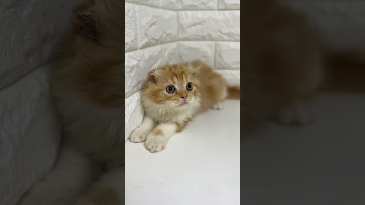 スコティッシュフォールド きれいなレッドカラーに優しいお顔の癒し系