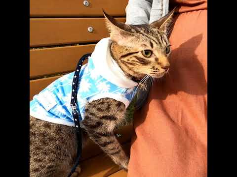 愛猫ちゃんと公園お散歩【オシキャット るか君】