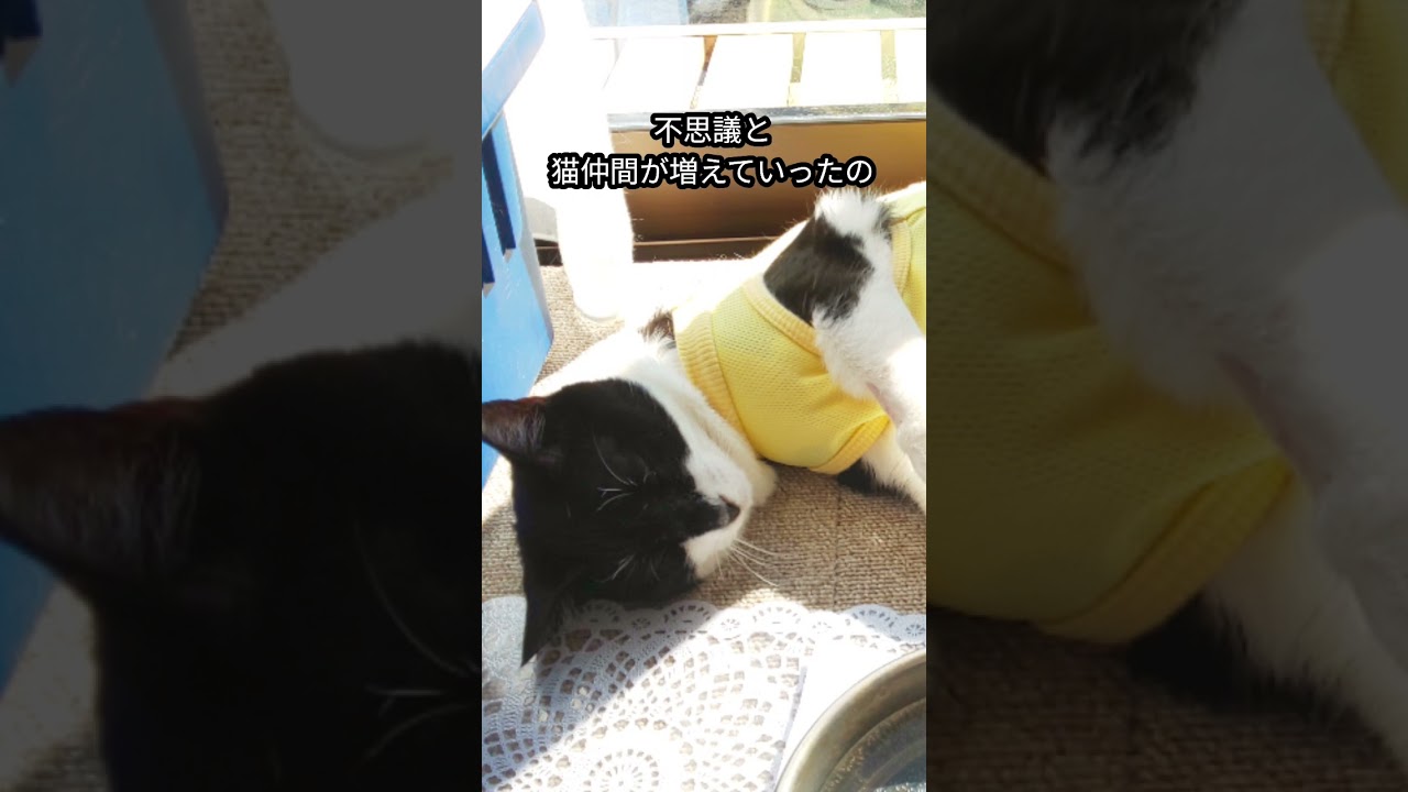 【猫白血病と最後まで闘った猫】シャチとのお別れ　シャチが残してくれたもの　#保護猫 #お別れ #cat #shorts