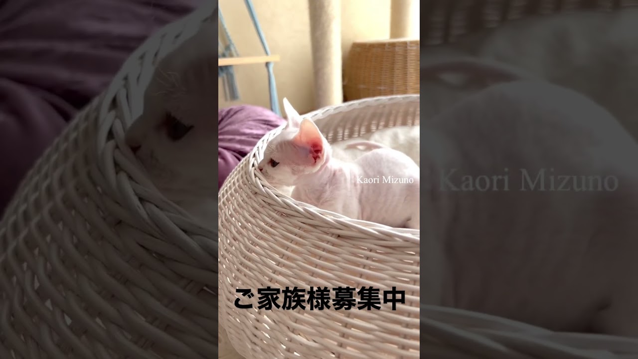 デボンレックスの女の子、ご家族様募集中！#デボンレックス #子猫 #德文卷毛猫 #devonrex #shorts #デボンレックスブリーダー #エメラルドスピリット #EMERALDSPIRIT