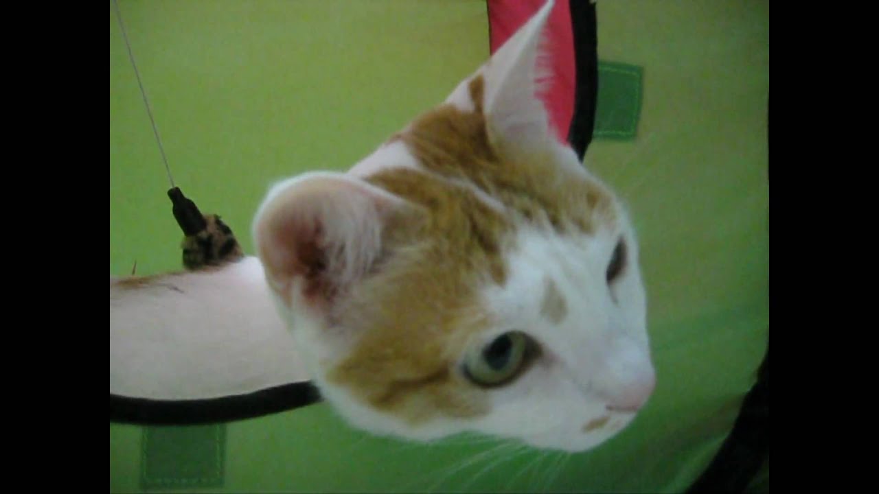 何が気になるの？.～Japanese Bobtail ～