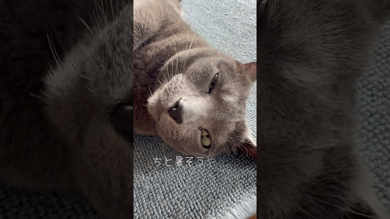 【ロシアンブルー】暑いです💦めろんもちとだるそうに転がってます🥺【猫】#shorts