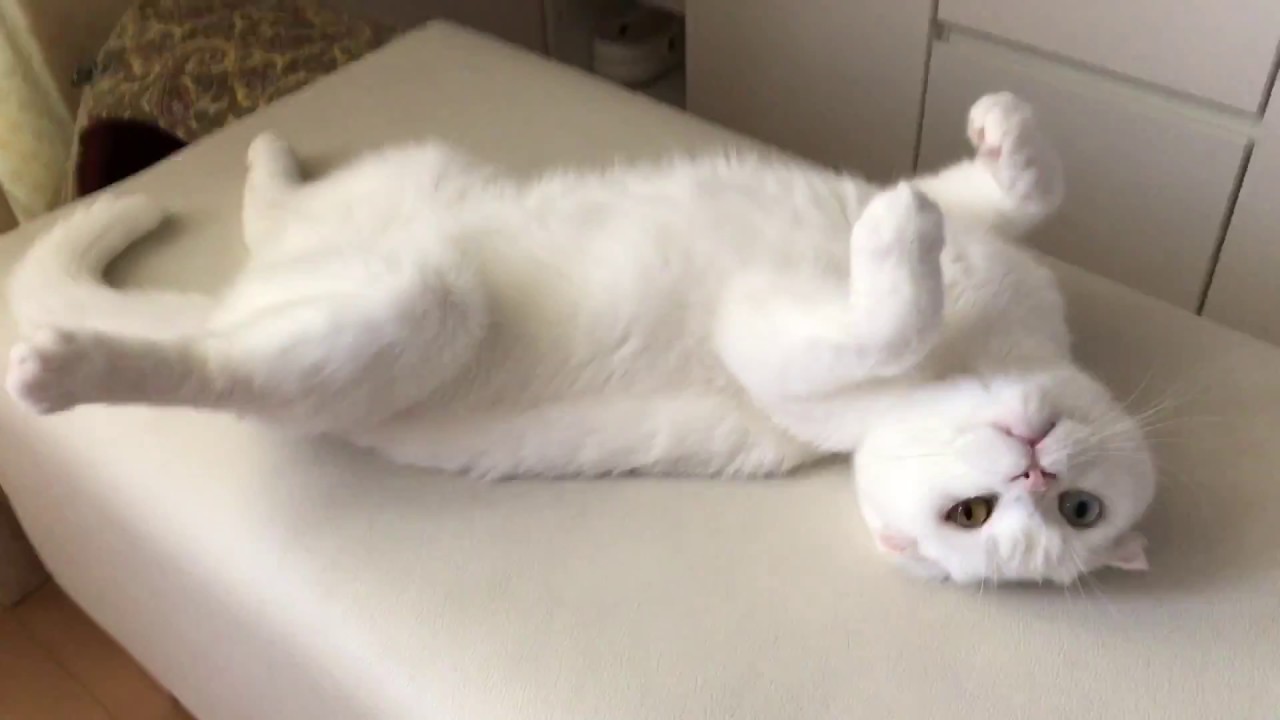 白もっふの開き【スコティッシュフォールド】