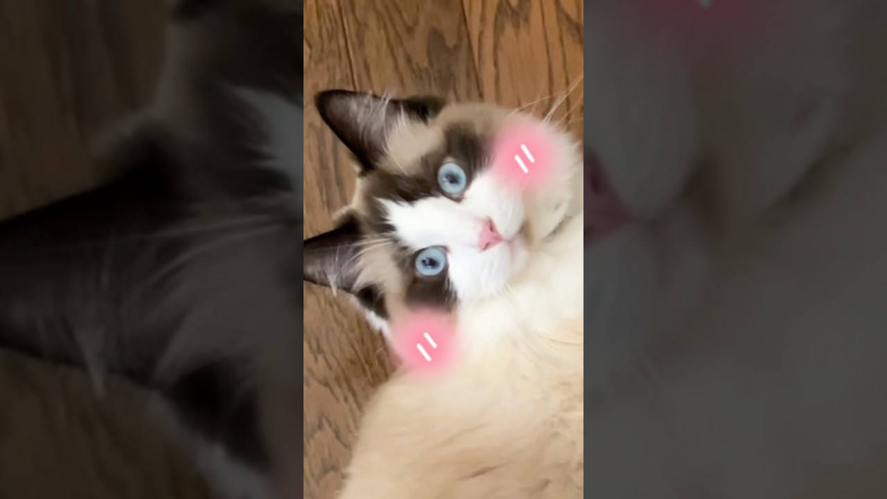 もふっ🩷　#猫 #cat  #ラグドール