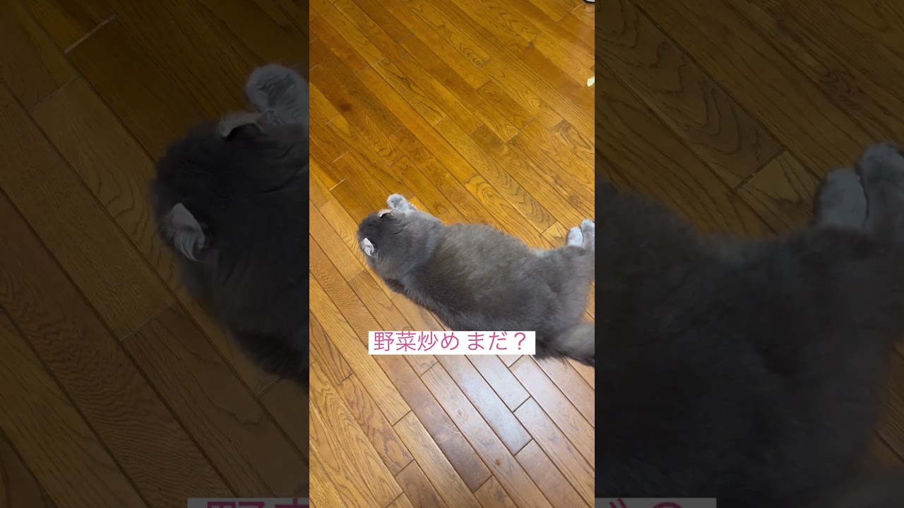 野菜不足 #ねこ動画 #アメリカンカール #catlife