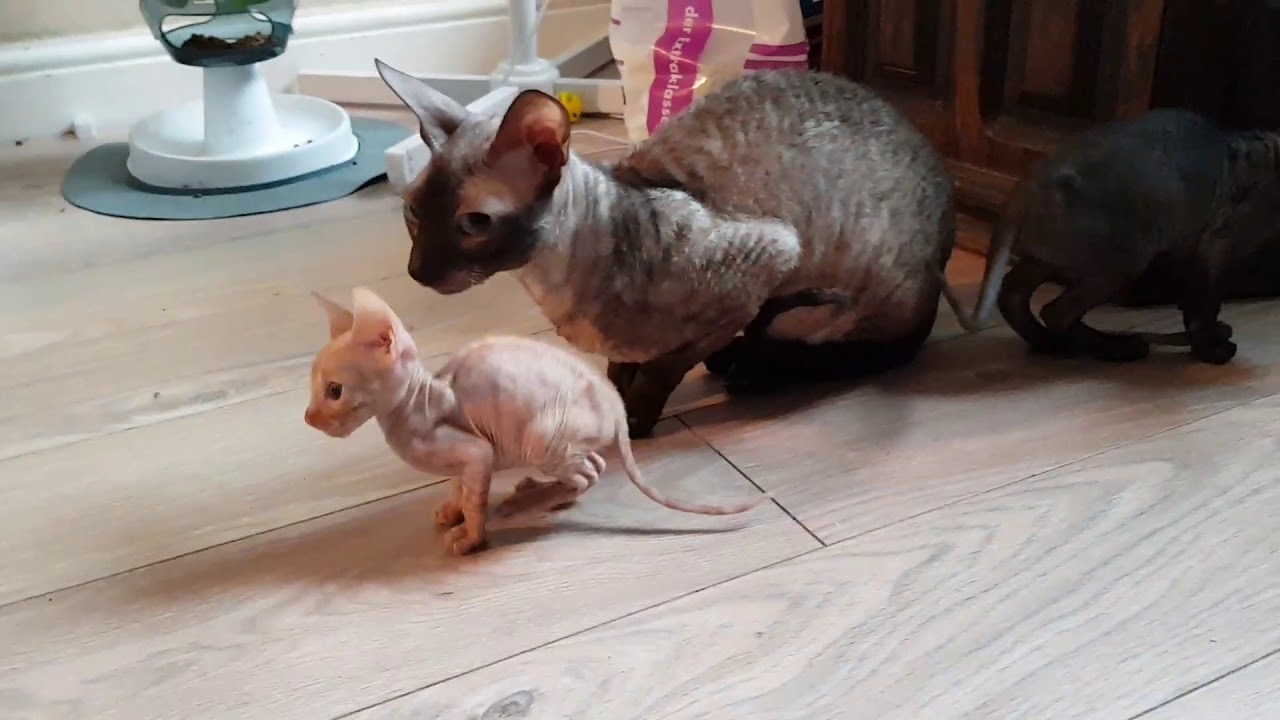 Cornish rex kittens ( little dragon )