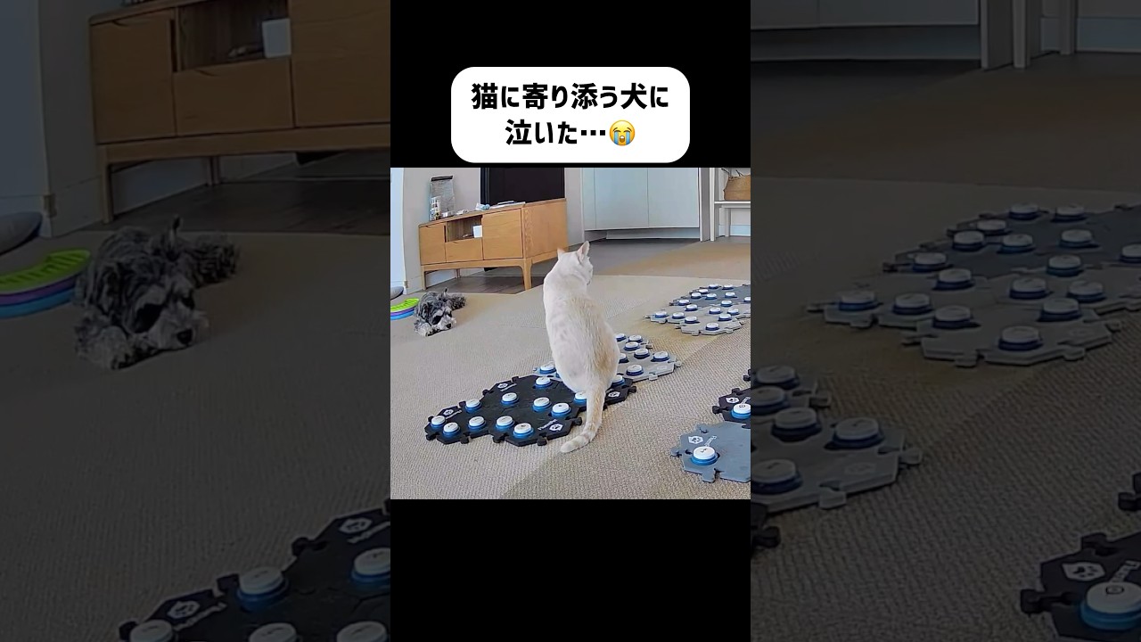 「外に出れない家猫」に寄り添う犬に感動…