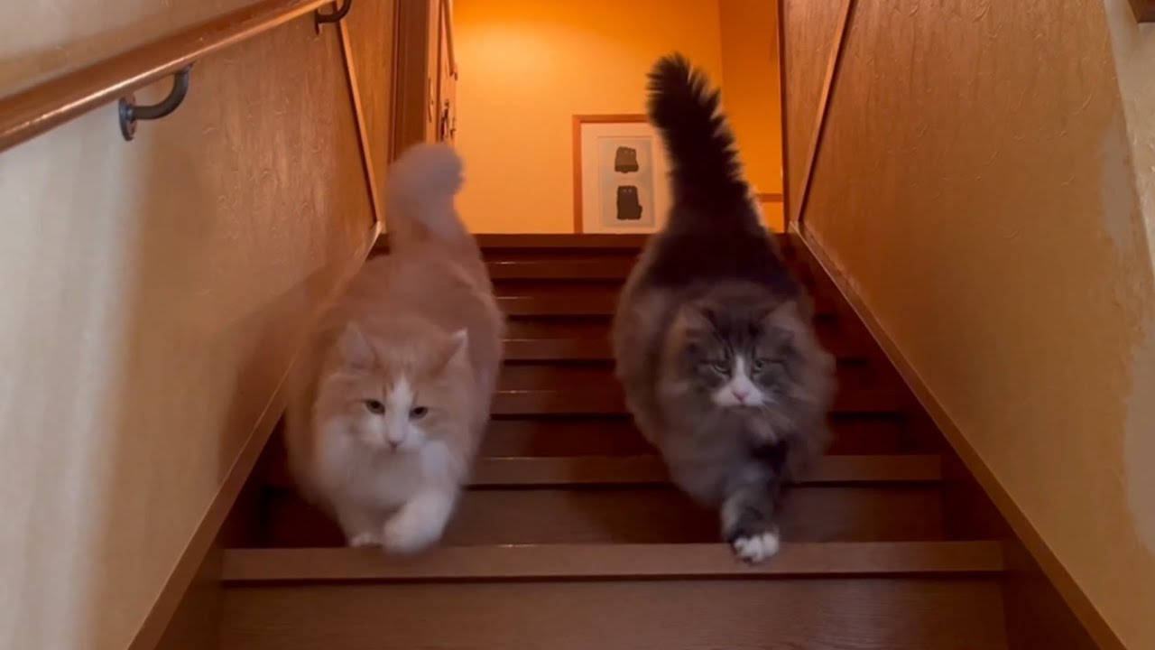 【日常💕】今日も平和にのんびり過ごす、もふ猫達の日常！！ノルウェージャンフォレストキャットとターキッシュアンゴラ