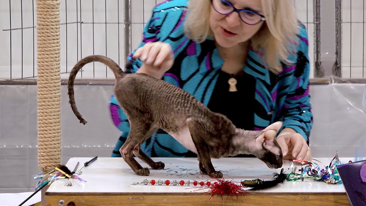 CFA International Show 2018 - Cornish Rex in adult class judging