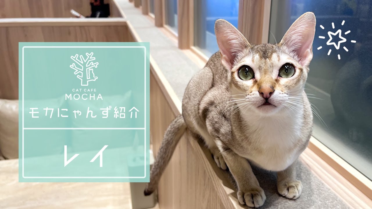 レイ（シンガプーラ♂）羽生店