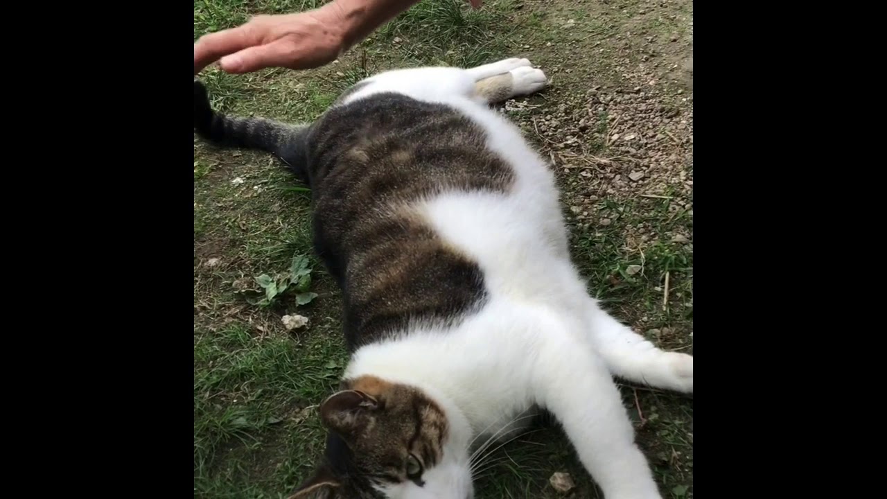 庭ネコのノンJapanese cat 日本猫