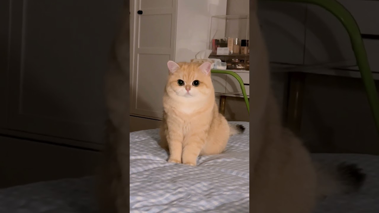 とろけるような目で私だけを見つめてくれる猫 #猫 #ねこ #ネコ