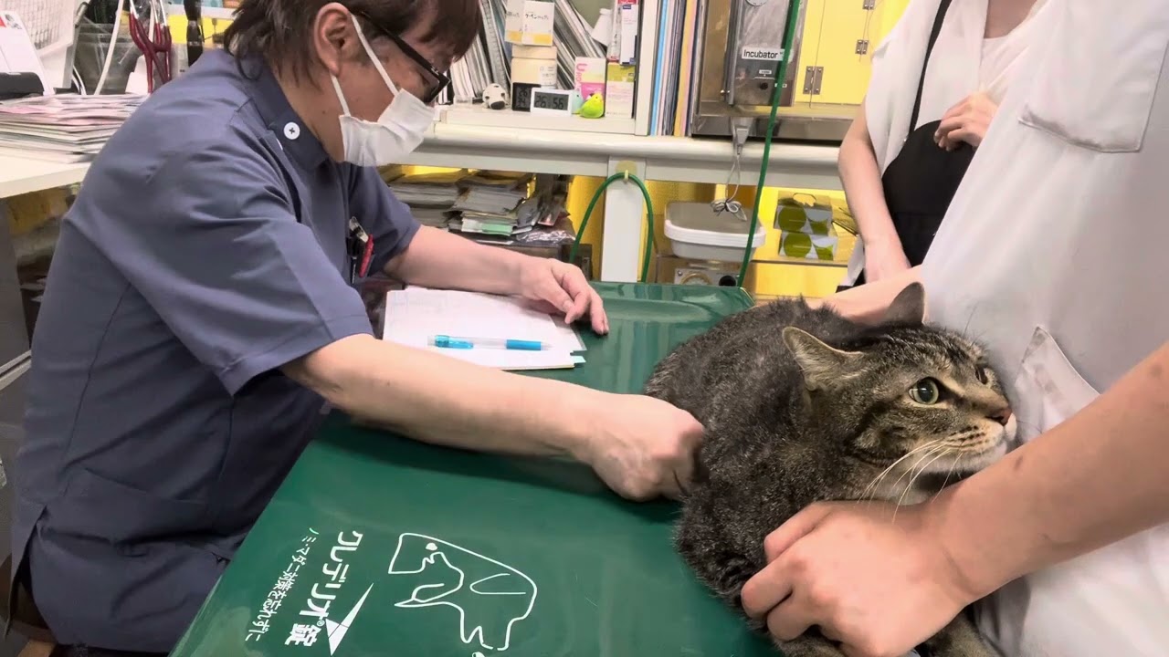 ②日本猫のふくまるちゃんの診察、治療、輸液