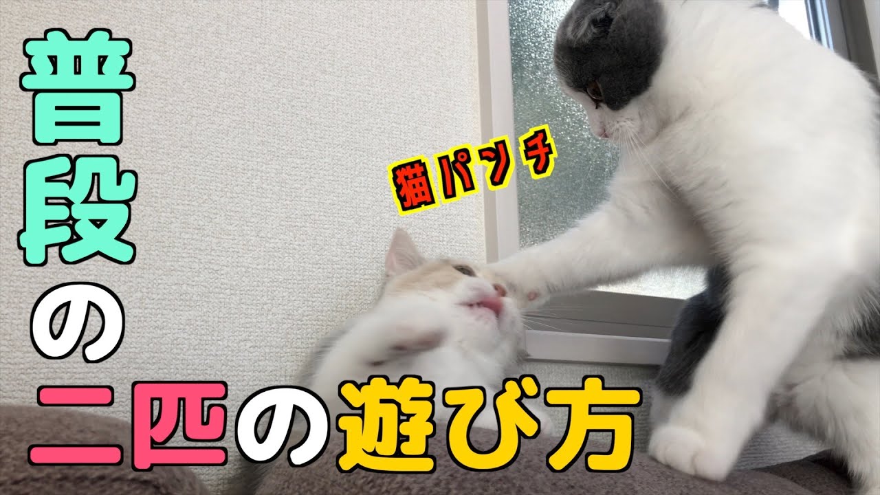 【多頭飼い】スコティッシュフォールドとマンチカンの普段の遊び方