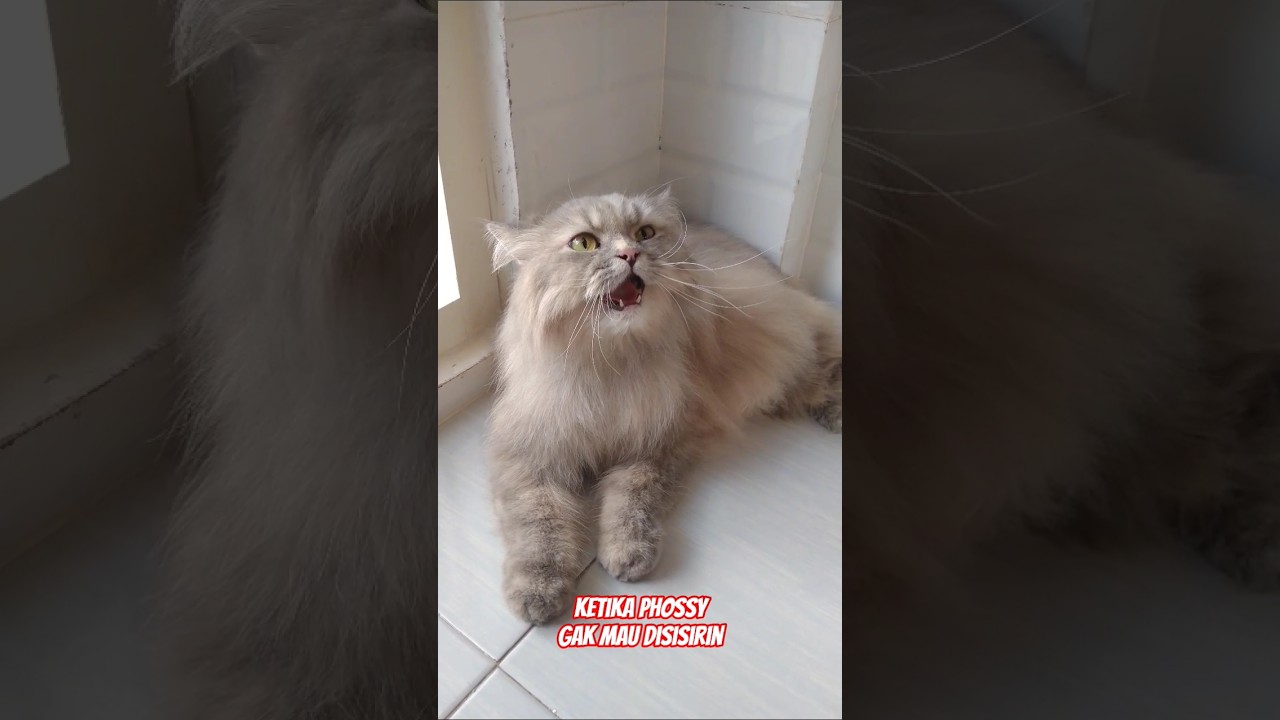 POV: ketika phossy gak mau disisirin #kucinglucu #shorts #catlovers #cat #cats #fyp #viral #animals