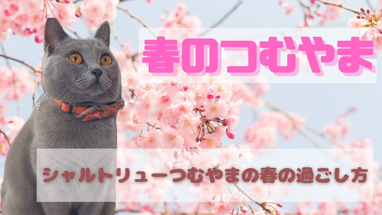 春のつむやま〜【シャルトリューつむやまの春の過ごし方】