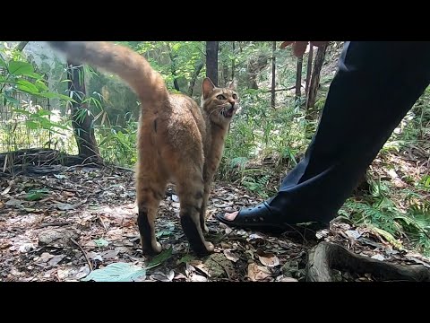 父と娘猫が何気なく会話する梅雨の日
