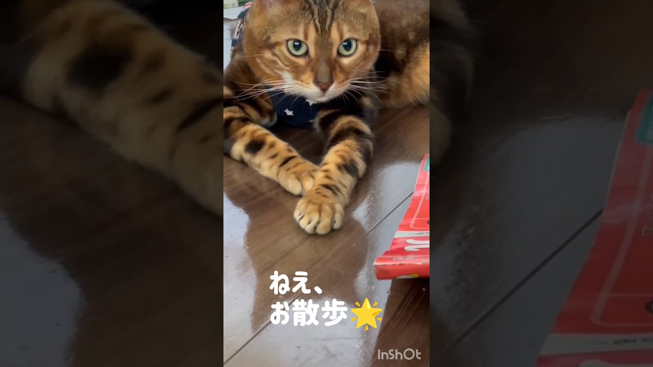 【お着替えして待つ】お散歩行きたい、 #ベンガル 猫の暮らし。今日もお外で、遊びたいぞ #保護猫  #cat  #猫のいる暮らし #catshorts