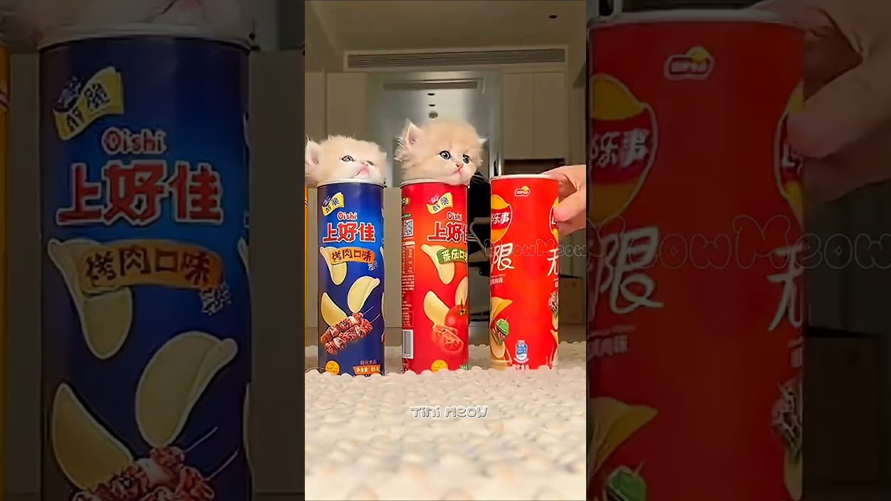 面白い子猫 Funny Meowing Cats = Pure Joy! 🐾 #shorts