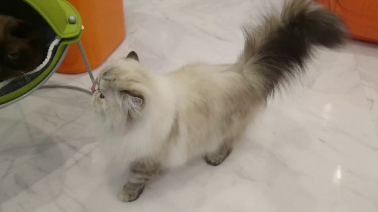 After grooming of Himalayan.ヒマラヤンの美容終了後