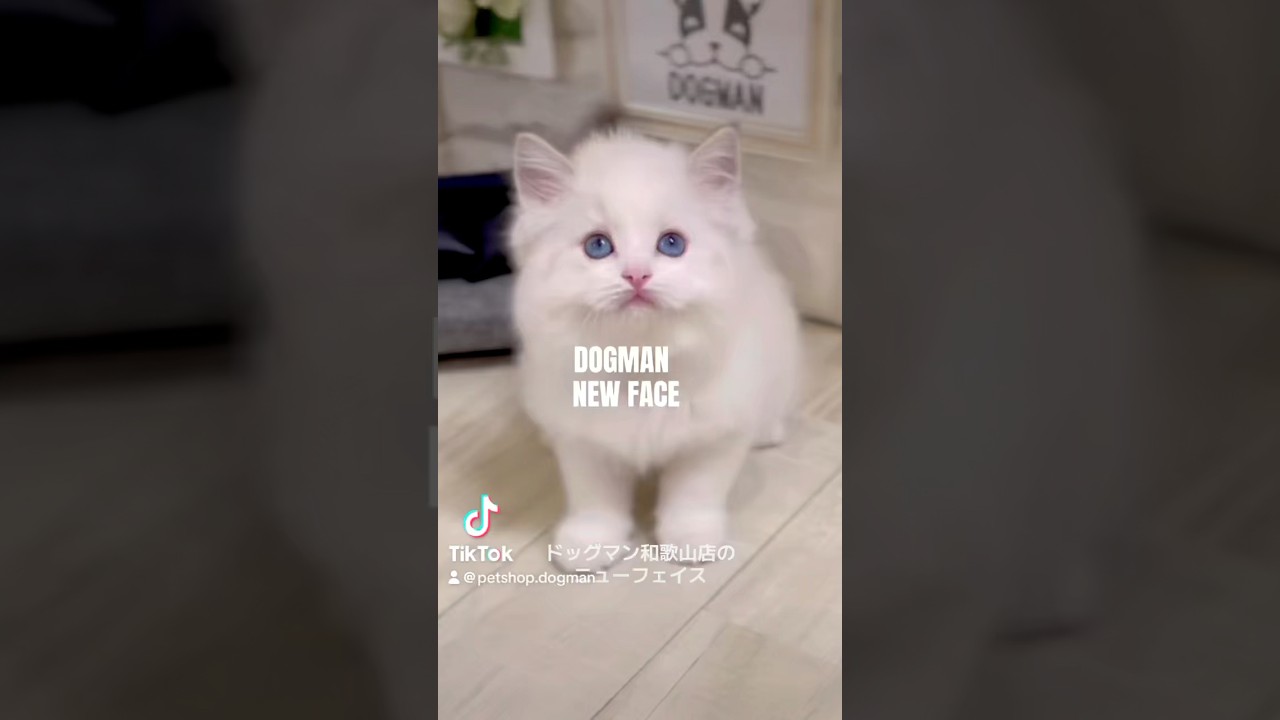 可愛いラグドールの子猫#shorts
