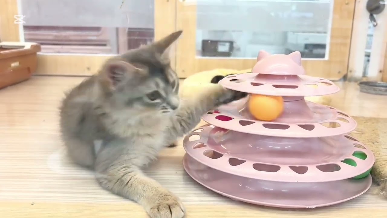 【6/6撮影】あどけなさ残るお茶目ガールのソマリちゃん♪