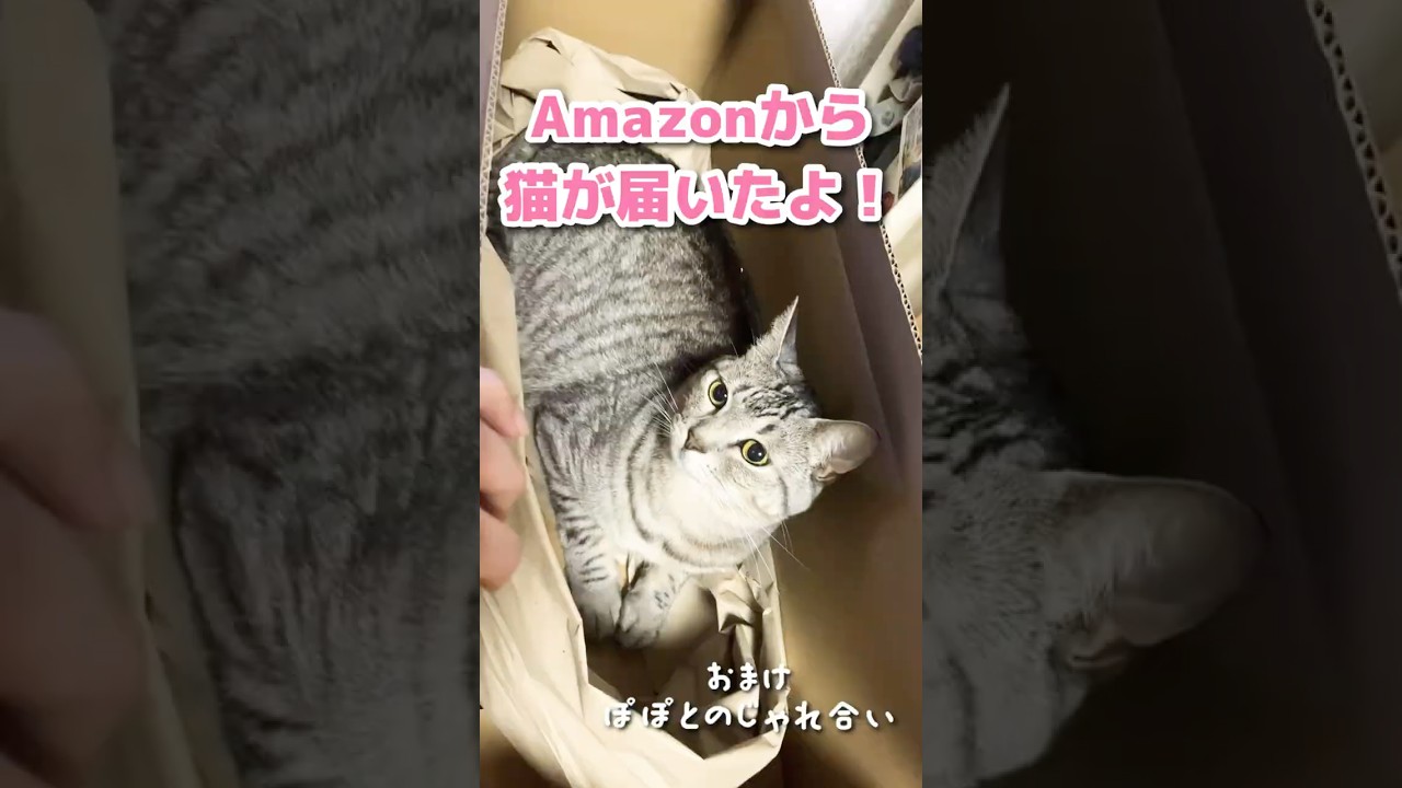 Amazonから届いた商品はこちら＊ネタです【マンチカン】【生後5ヶ月グレートピレニーズ
