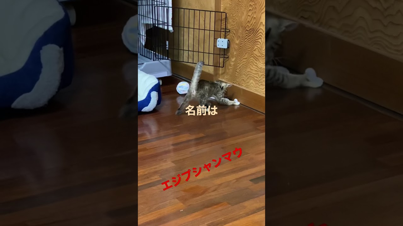 エジプシャンマウ