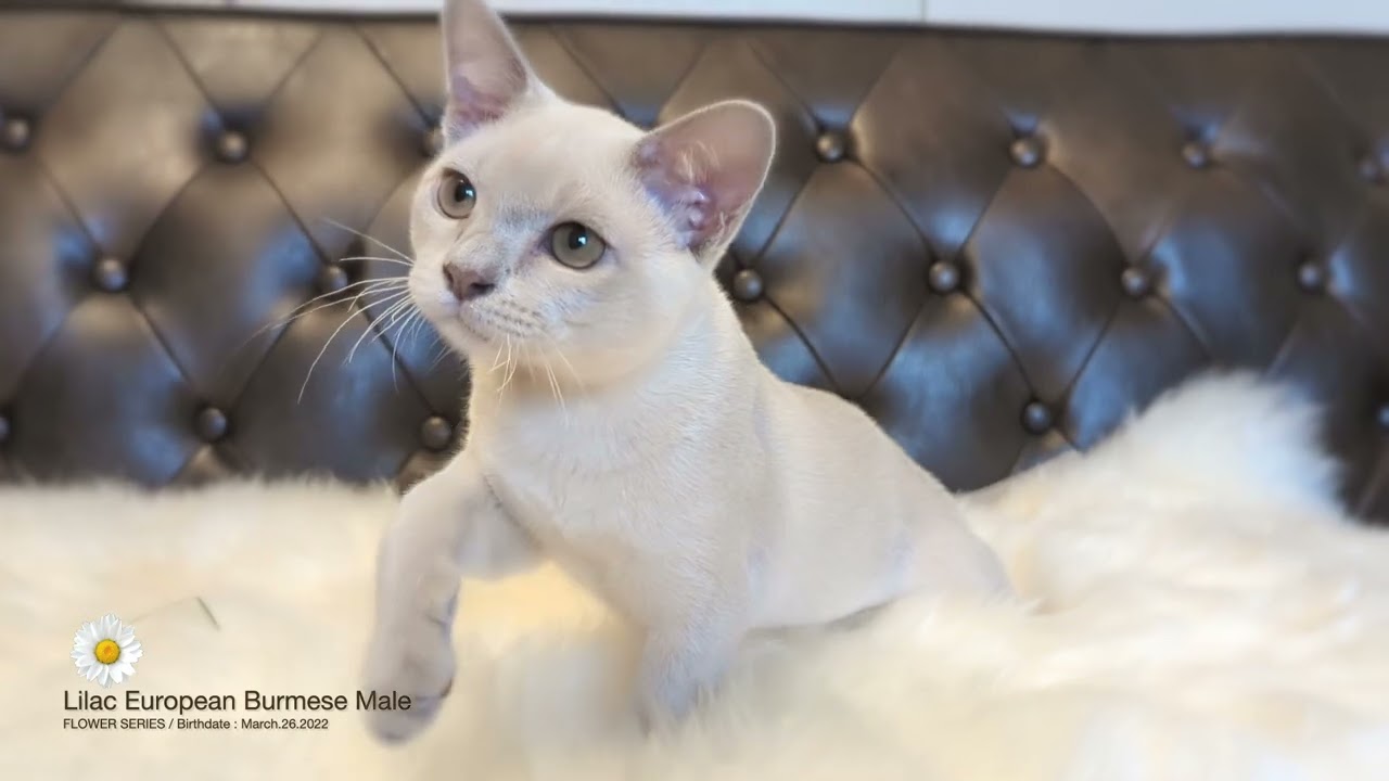 ★ヨーロピアンバーミーズ★2022/03/26★ライラック男の子M