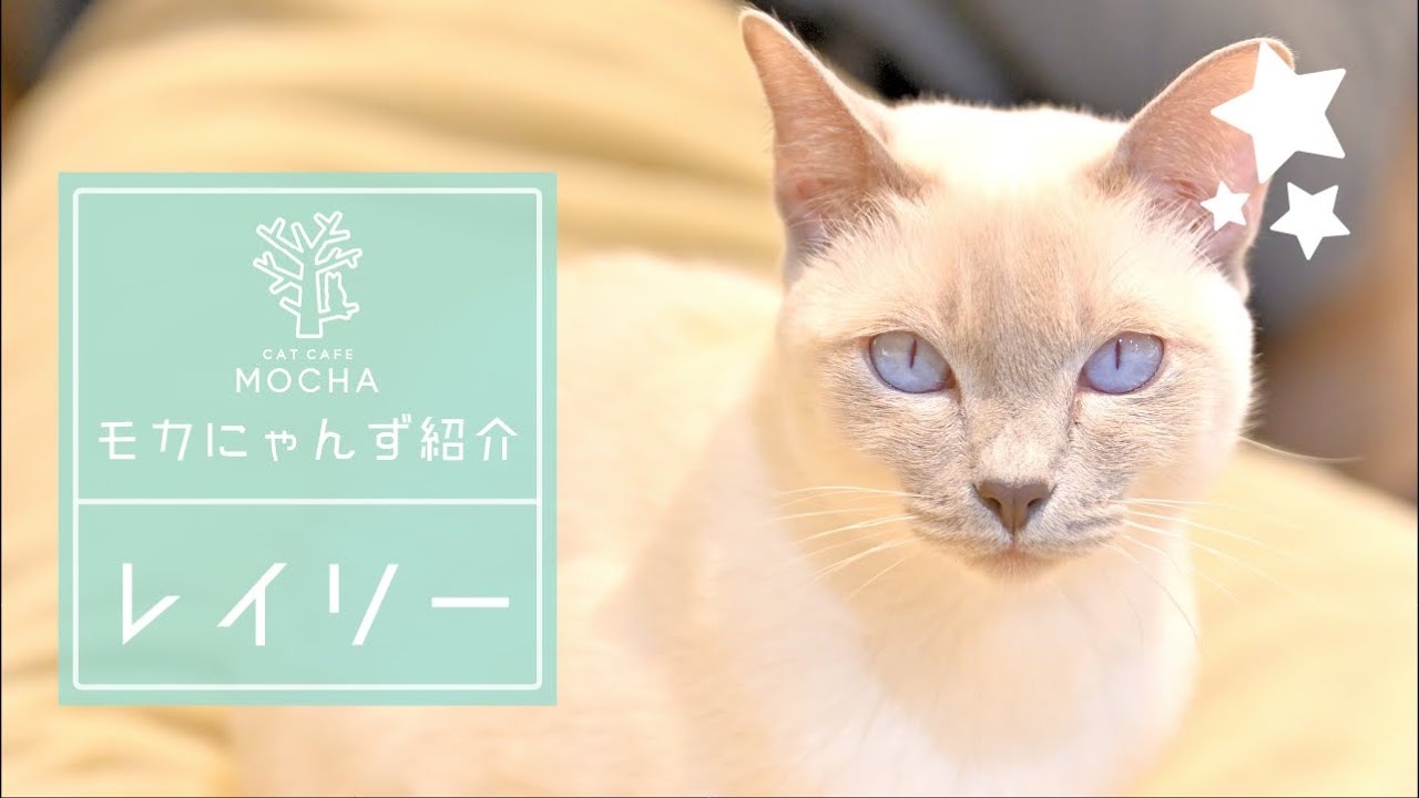 レイリー（トンキニーズ♂）立川店