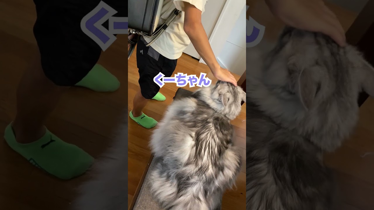 朝、学校へ行く少年を見送る大型猫#メインクーン#shorts