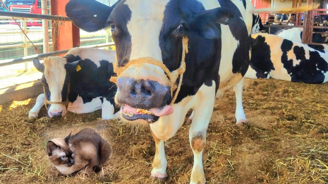 外に出てるシャム猫を部屋から甲高く呼んだ結果🐄