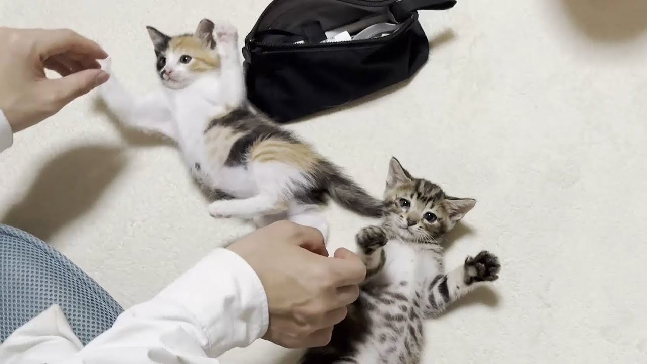 子猫に最後の挨拶をしてから登校する息子